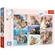 Mačke puzzle 100kom - Trefl