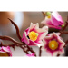 LEGO® Botanicals: Grane magnolije (11510)