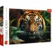 Tigar u divljini 1000-dijelni HQ puzzle - Trefl