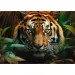 Tigar u divljini 1000-dijelni HQ puzzle - Trefl
