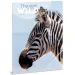 Ars Una: Mate Bence The Eyes of the Wild - Zebra A/4 gumena mapa