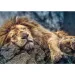Lav koji spava puzzle - 1000 kom - Trefl