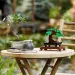LEGO® Creator: Bonsai drvo (10281)